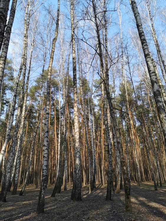 Leafless Trees in a Forest · Free Stock Photo