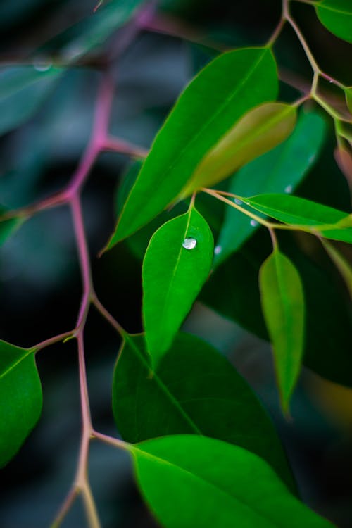 Gratis stockfoto met dauw, depth of field, detailopname