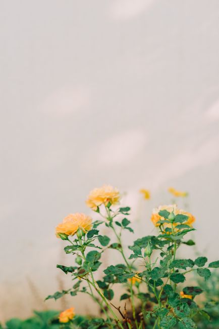 Bright yellow roses in full bloom captured outdoors with a soft, neutral background.