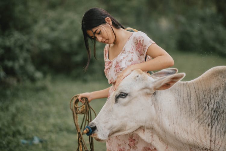 Selective Focus Photo Of A Woman Petting A White Cow