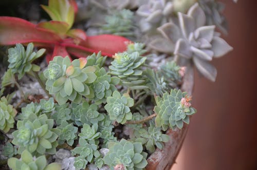 Close-up Photo of Succulent Plants in a Pot