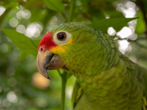 Free stock photo of parrot Stock Photo