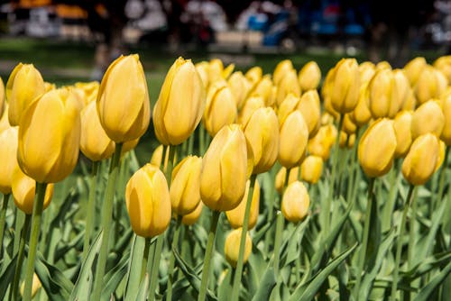 Close-Up Photo of Yellow Tulips in Bloom