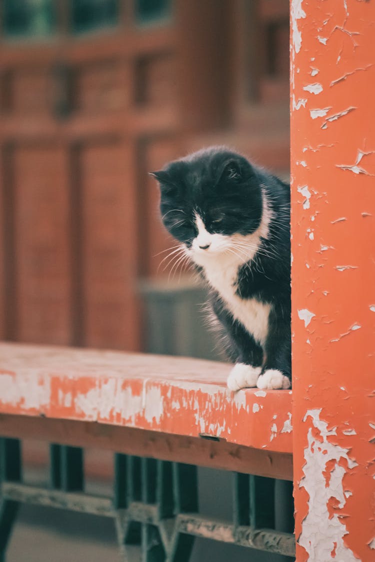 A Black And White Cat Standing On A Ledge