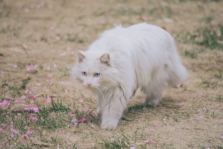 A White Cat Walking On Dry Grass