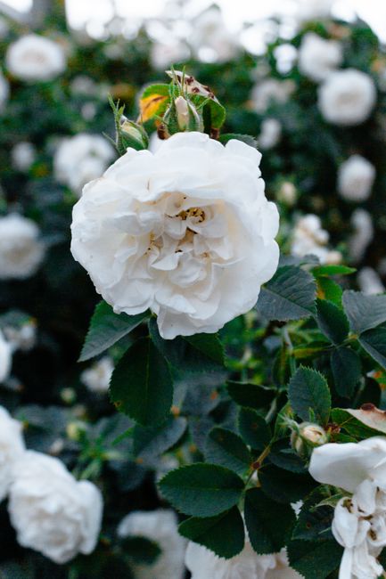 Vibrant white roses in full bloom captured in a lush outdoor garden.