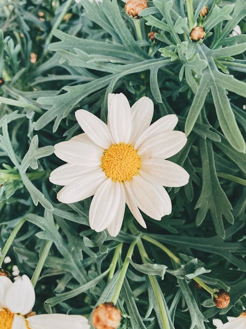 Foto profissional grátis de argiranthemum, broto, flor branca