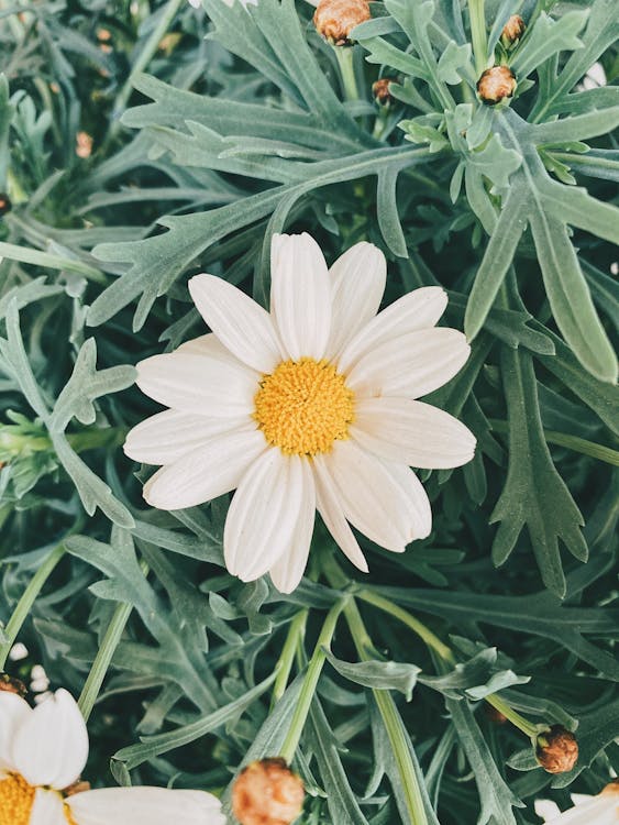 White Flower With Green Leaves