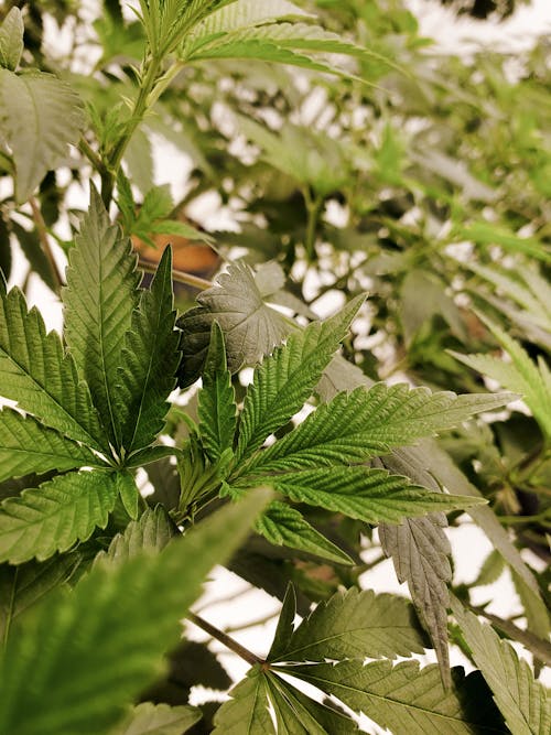 Free stock photo of 420, cannabis, cannabis leaf Stock Photo