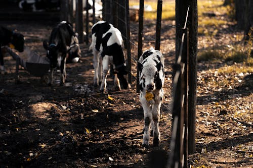 A Cows in the Farm