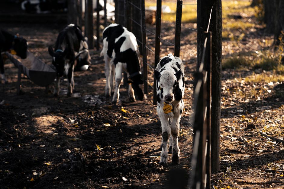 Milk Fever in Dairy Cows