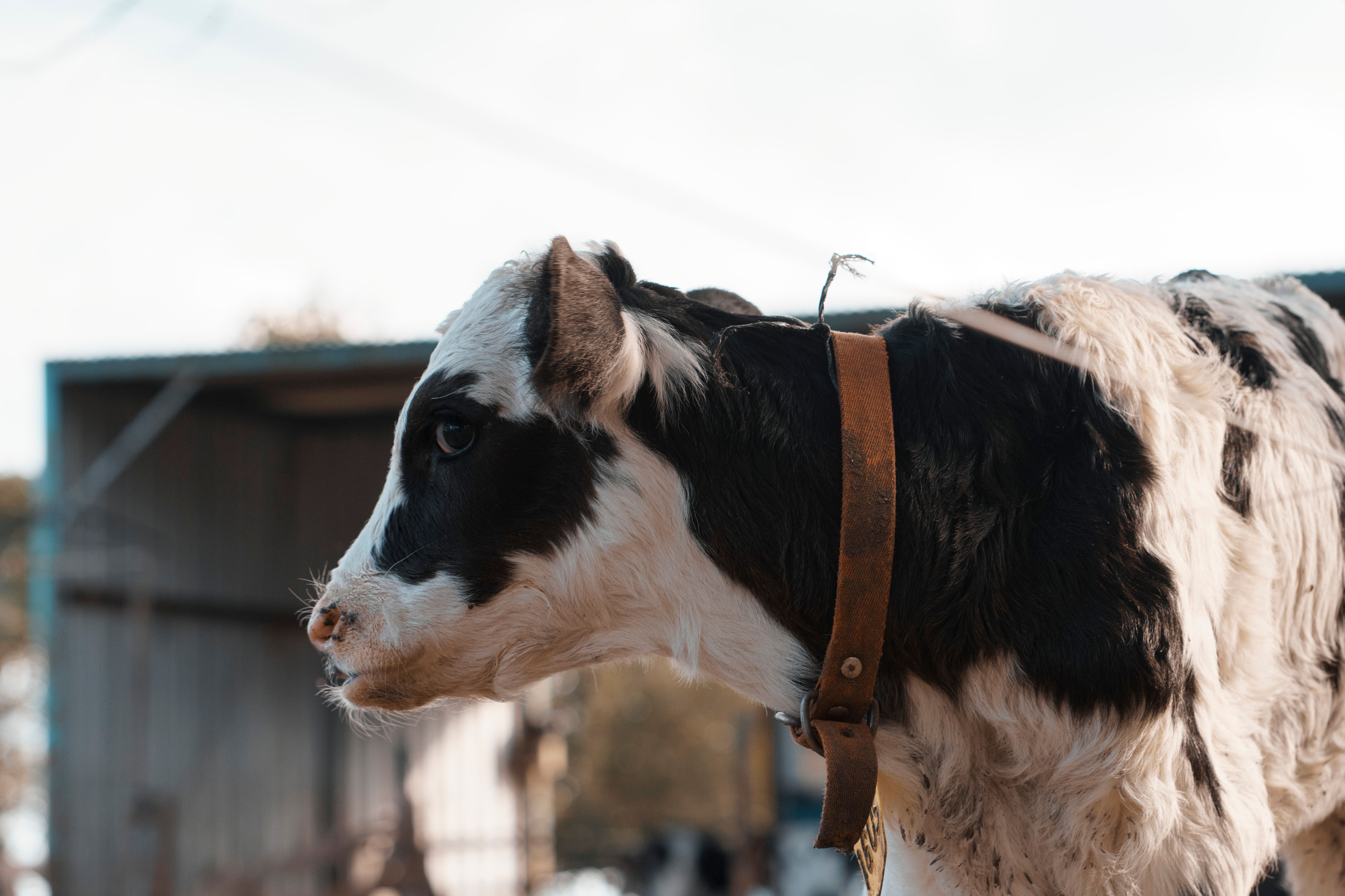 Portrait of a young Holstein cow with a collar, standing outdoors on a sunny day.