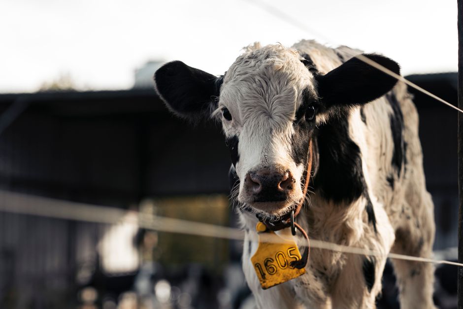 Understanding Heritability in Cattle Genetics: Why It Matters and How to Use It Understanding Heritability in Cattle Genetics: Why It Matters and How to Use It