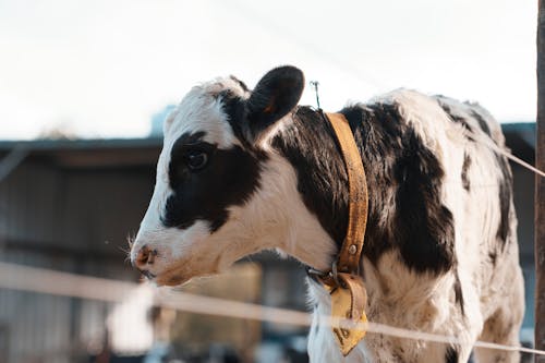 Free Close-Up Photo of a Black and White Calf Stock Photo