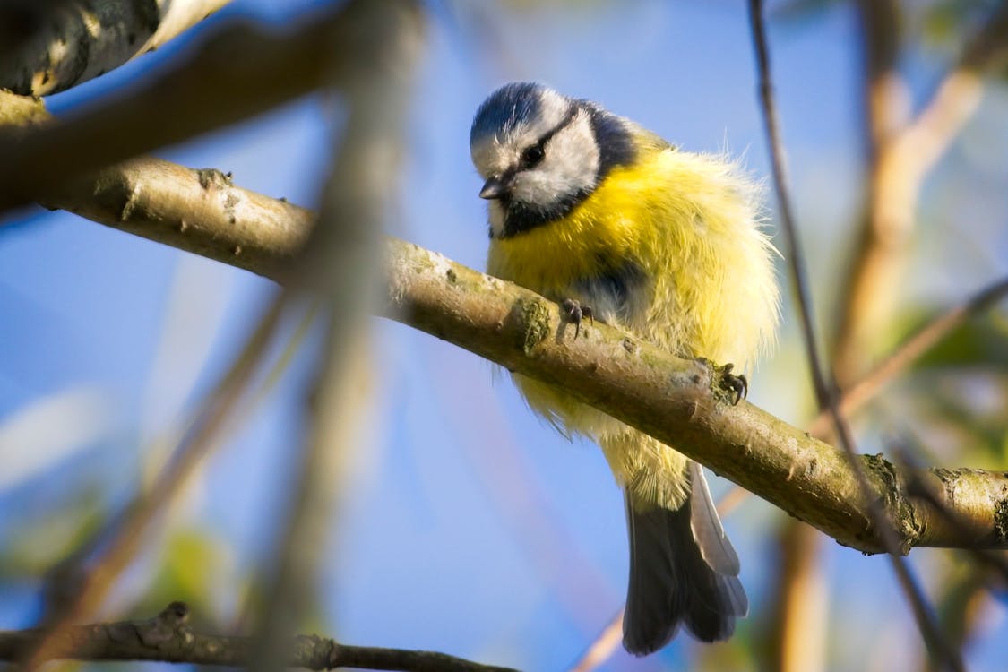 Free stock photo of bird, blue tit, cute