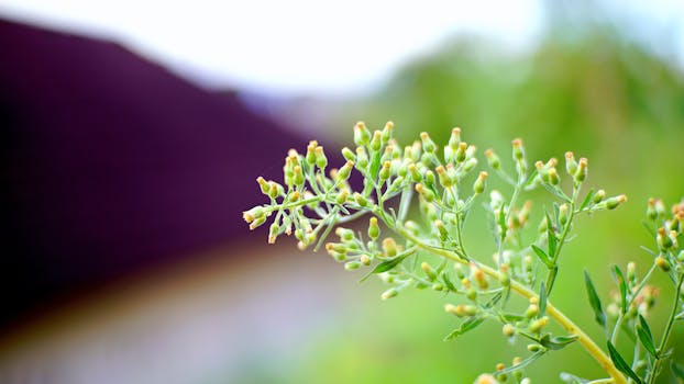 Vibrant close-up of budding plant in a lush garden setting, Teluk Betung Selatan.