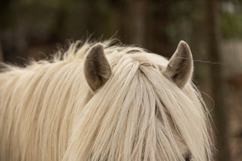 A White Horse's Ears