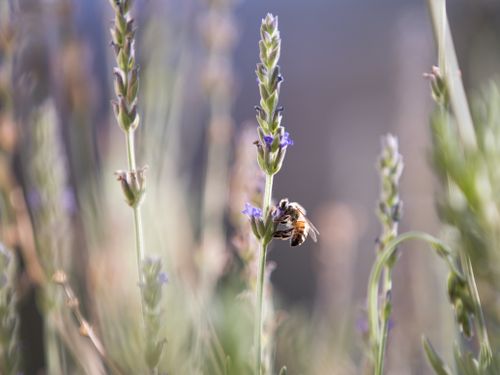 Free A detailed shot of a bee collecting pollen on a blooming lavender flower, showcasing nature's beauty. Stock Photo