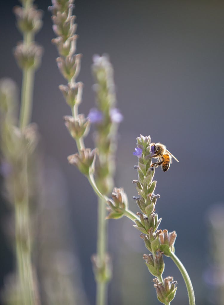 A Bee On Lavender Flower Buds