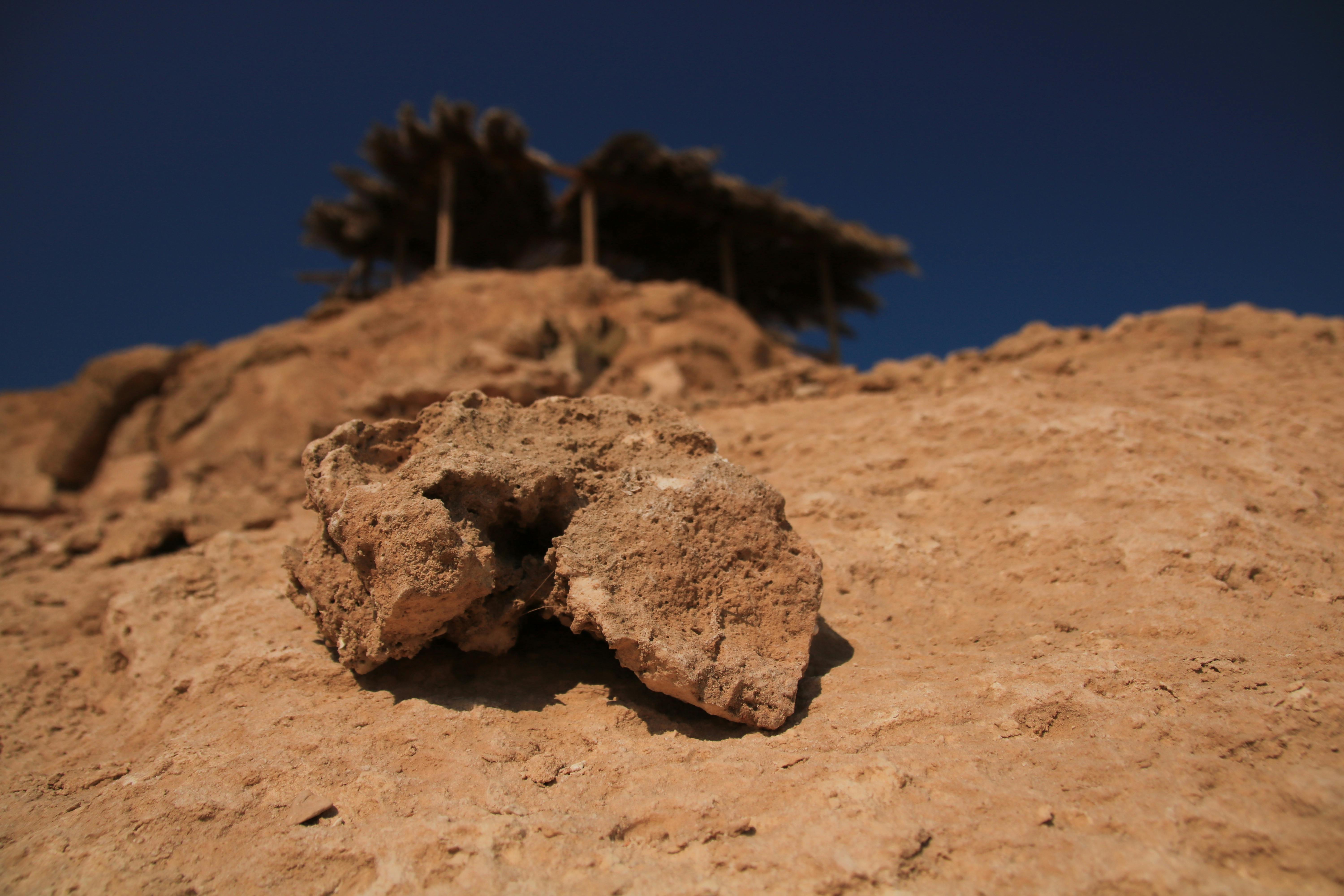 Free stock photo of baby, cats, cute