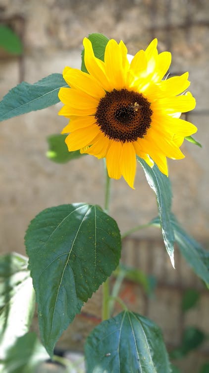 Free stock photo of sunflower, yellow Stock Photo