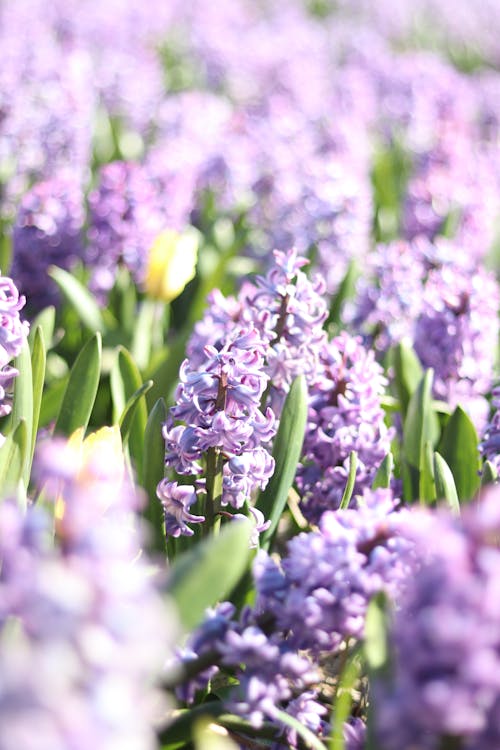 คลังภาพถ่ายฟรี ของ การถ่ายภาพดอกไม้, ดอกไม้, ทุ่งลาเวนเดอร์