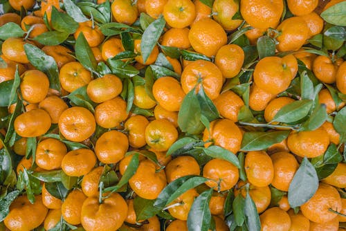 Foto stok gratis bahasa mandarin, buah-buahan, Daun-daun