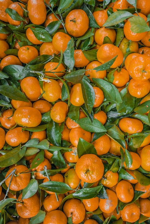 Free Fresh oranges with vibrant green leaves creating a lush tropical feel. Stock Photo