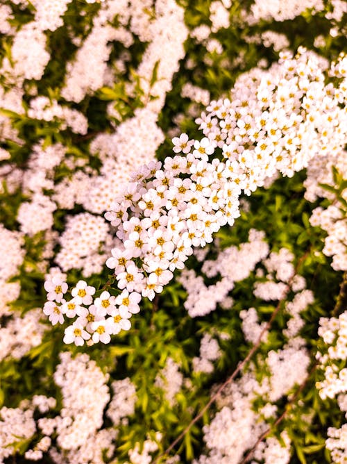 açan çiçekler, çiçek açma, çiçeklenmek içeren Ücretsiz stok fotoğraf