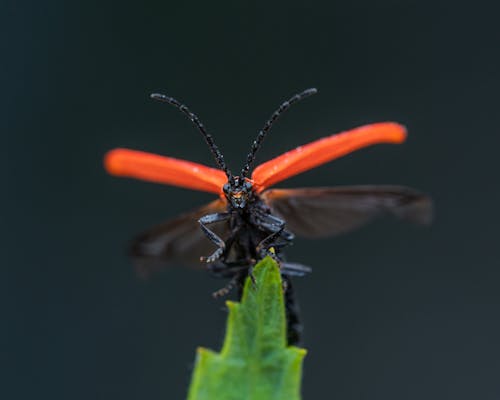 Porrostoma rhipidius insect sitting on green plant leaf