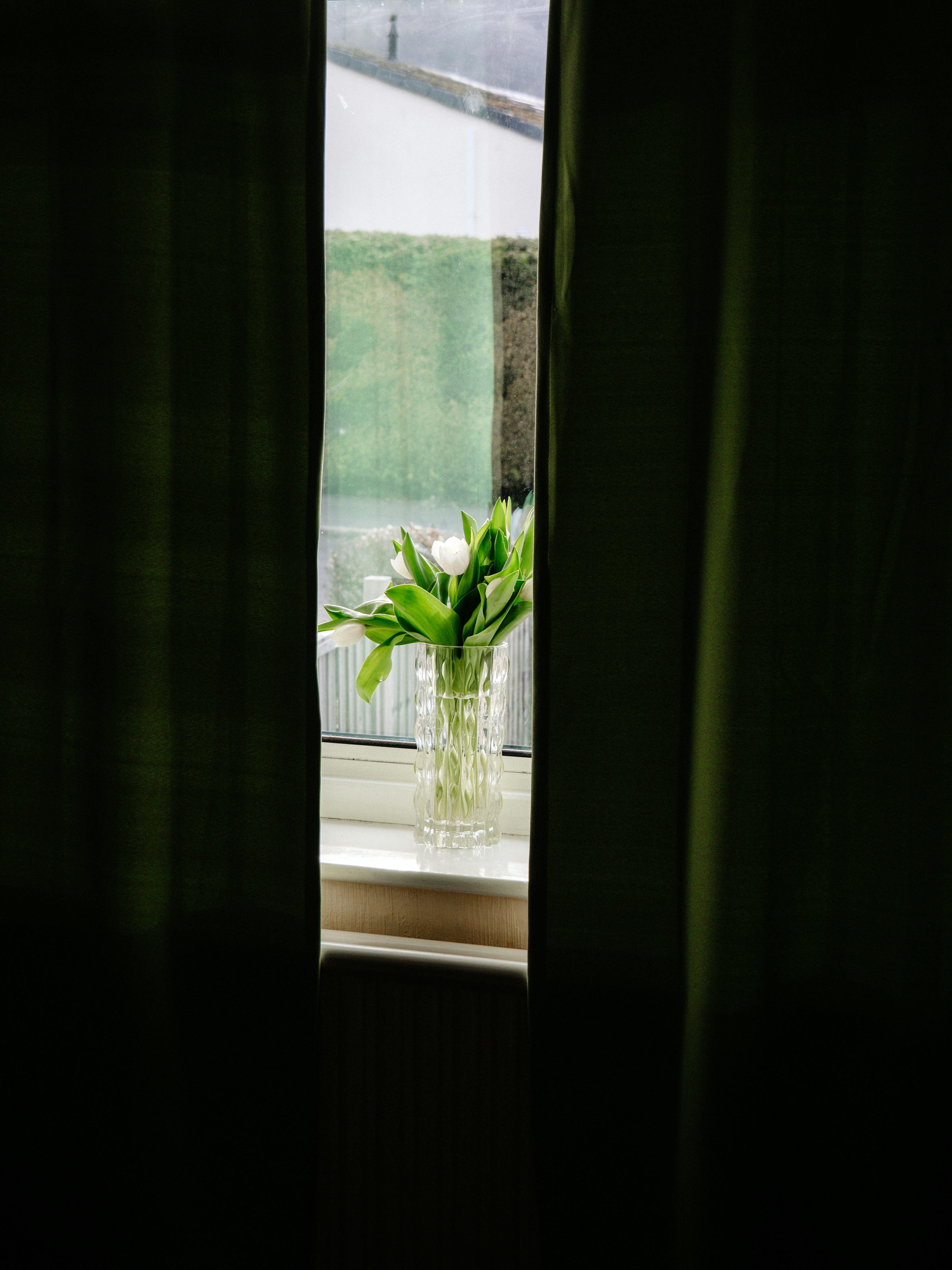Tulips by the Window · Free Stock Photo