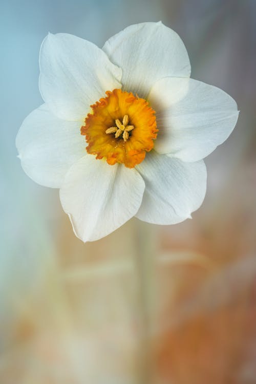 Closeup of aromatic poets daffodil flower with tender white petals and yellow pestle growing on meadow on sunny day