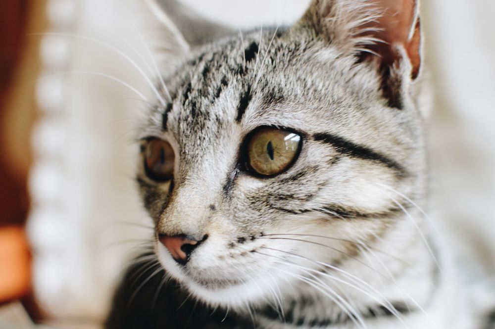 子猫の駆虫: 駆虫に関するヒントと情報