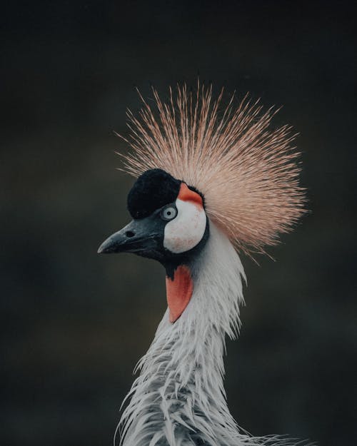 Foto profissional grátis de adorável, ameaçado de extinção, animais selvagens