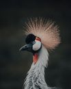 Graceful Balearica regulorum with crown on head looking away in sanctuary