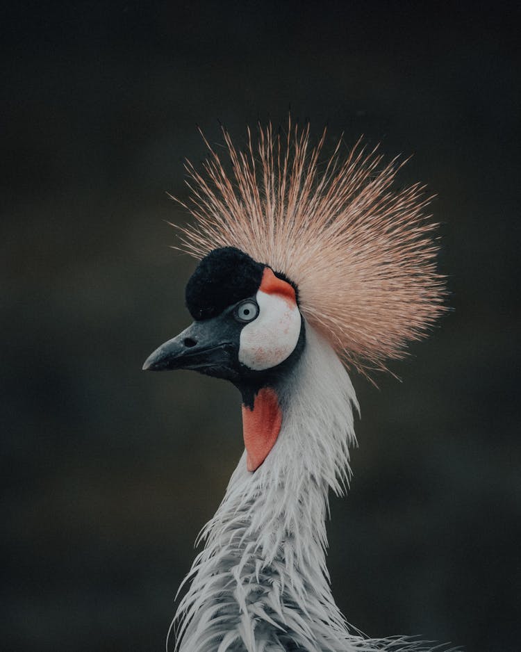 Graceful Balearica Regulorum With Crown On Head Looking Away In Sanctuary