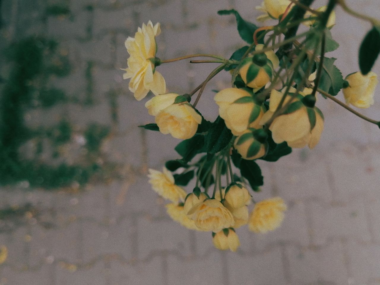 close up view of delicate yellow flowers hanging over a paved surface