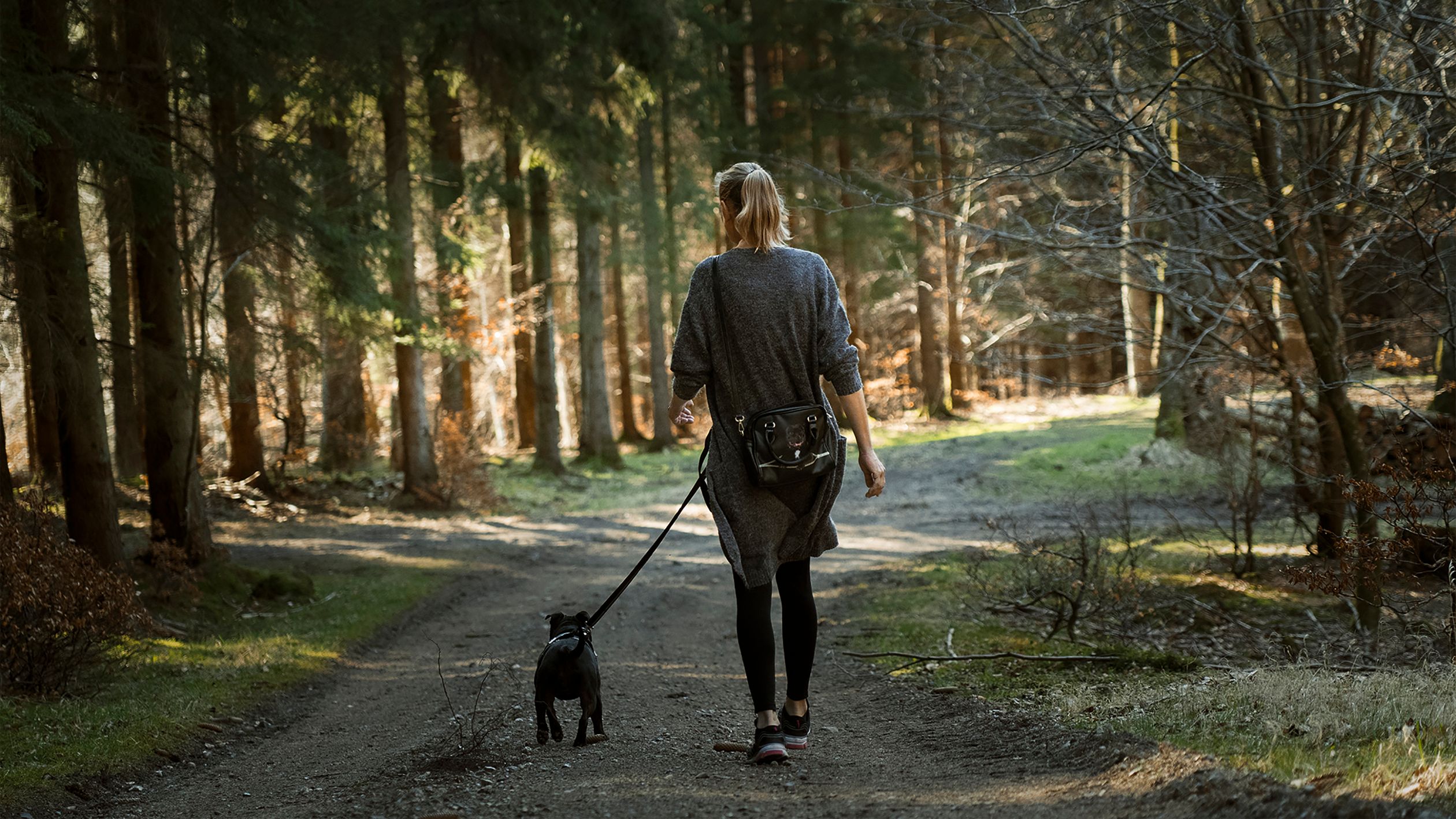 Person walking a dog on a leash through a serene forest trail