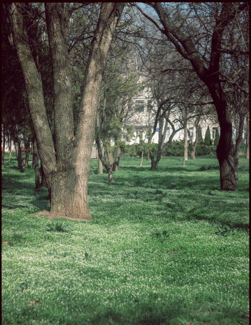 Thick tree trunks with long branches growing on grassy ground against residential building located in distance on street of town