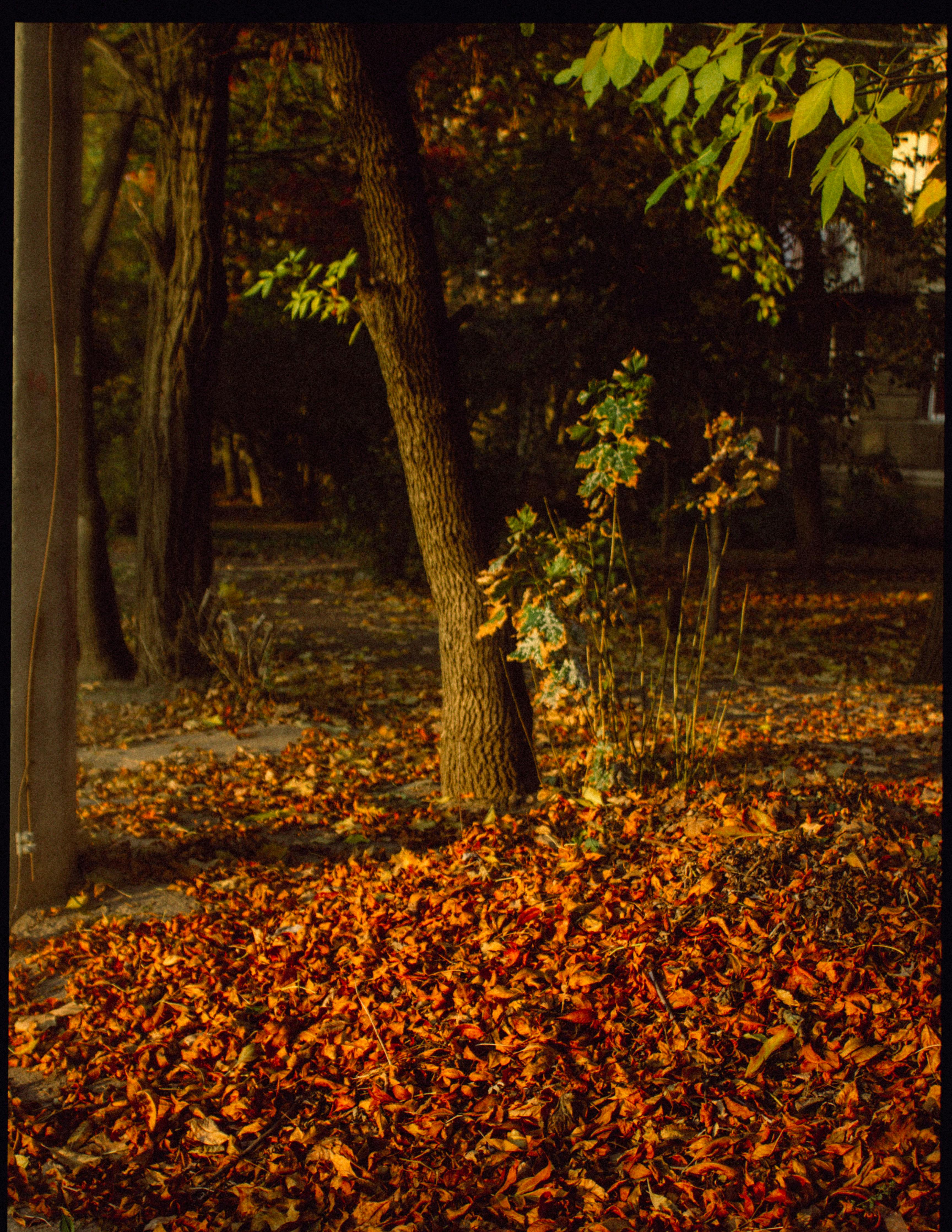 Tree trunks with green leaves on branches growing on ground with colorful faded foliage in autumn day in bright sunlight