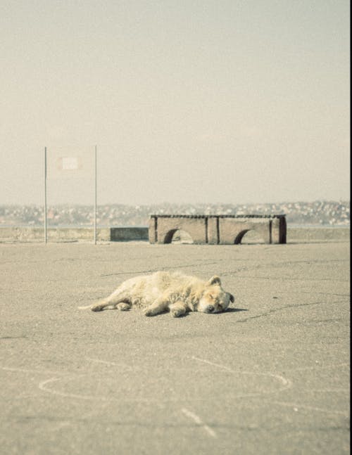 White homeless dog with white fur sleeping on ground near concrete structure against residential buildings in distance on street of town