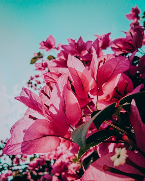 Close-up of Pink Flowers