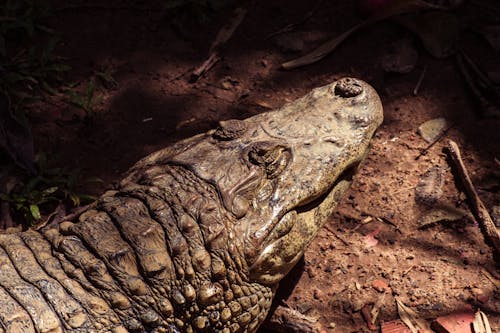 Close Up Shot of a Crocodile