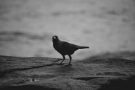 Black Bird on Brown Wooden Log