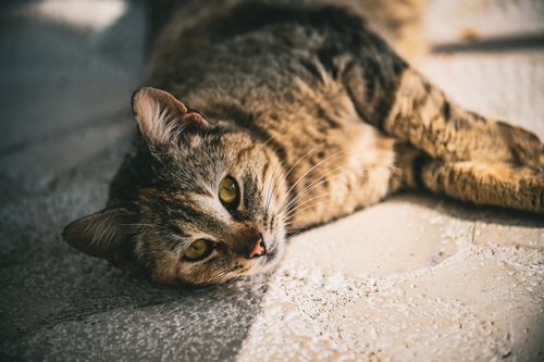 Free A close-up portrait of a tabby cat lying down on a sunlit surface, showcasing its relaxed demeanor. Stock Photo
