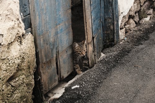 Foto d'estoc gratuïta de animal, bufó, buit