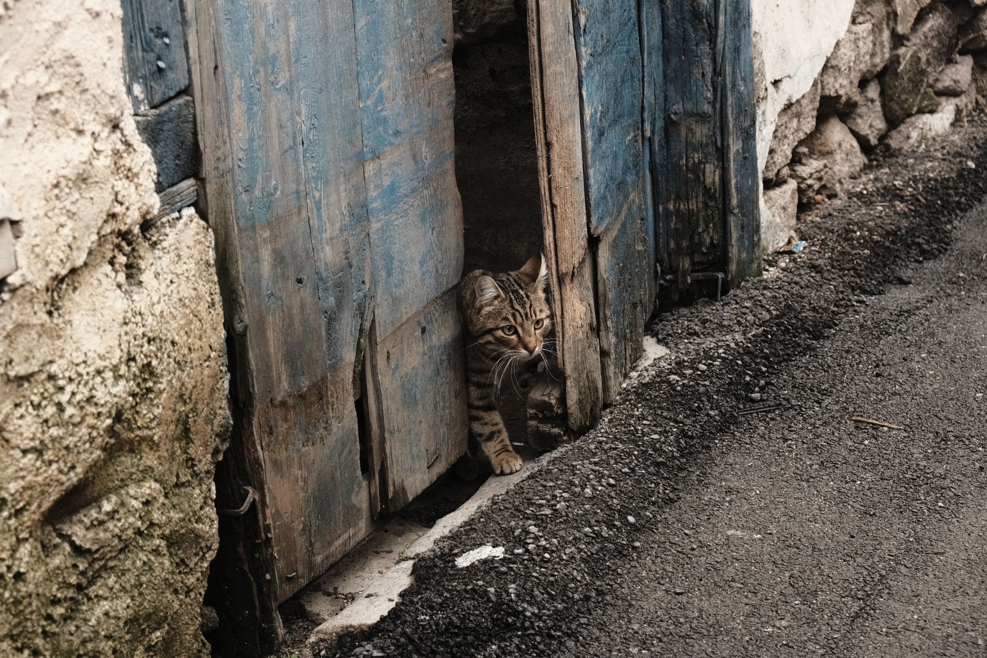 Close-up of a Cat Walking Through a Gap in Wooden Door