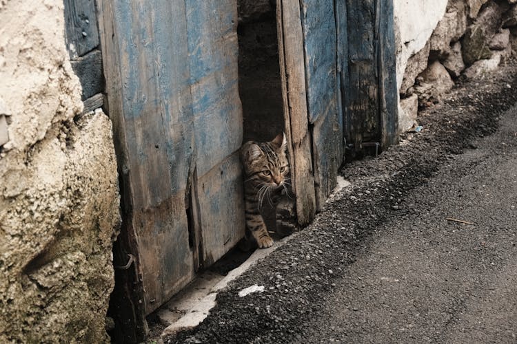 Close-up Of A Cat Walking Through A Gap In Wooden Door 