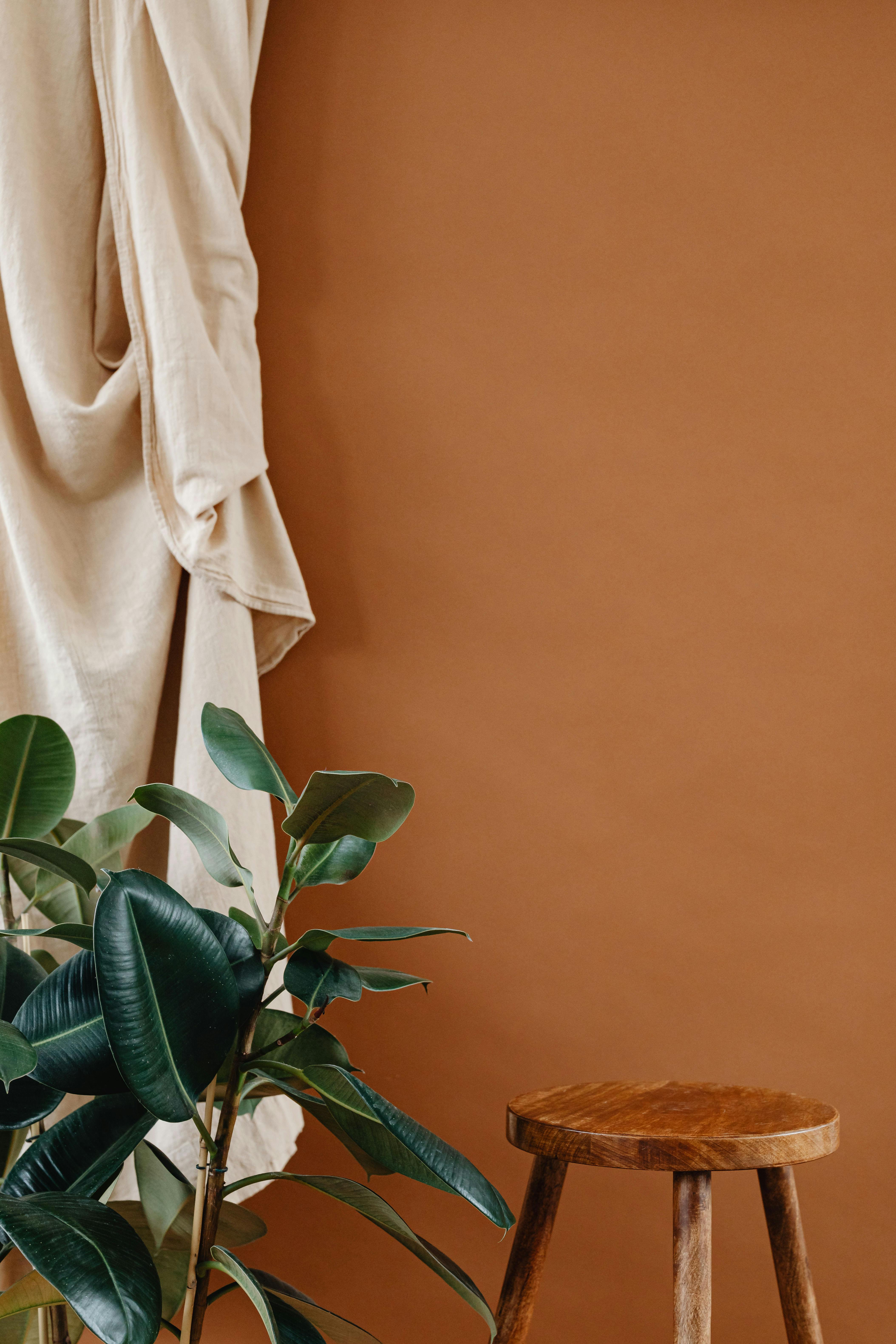 Minimalist interior featuring a rubber plant against a brown background with a wooden stool.