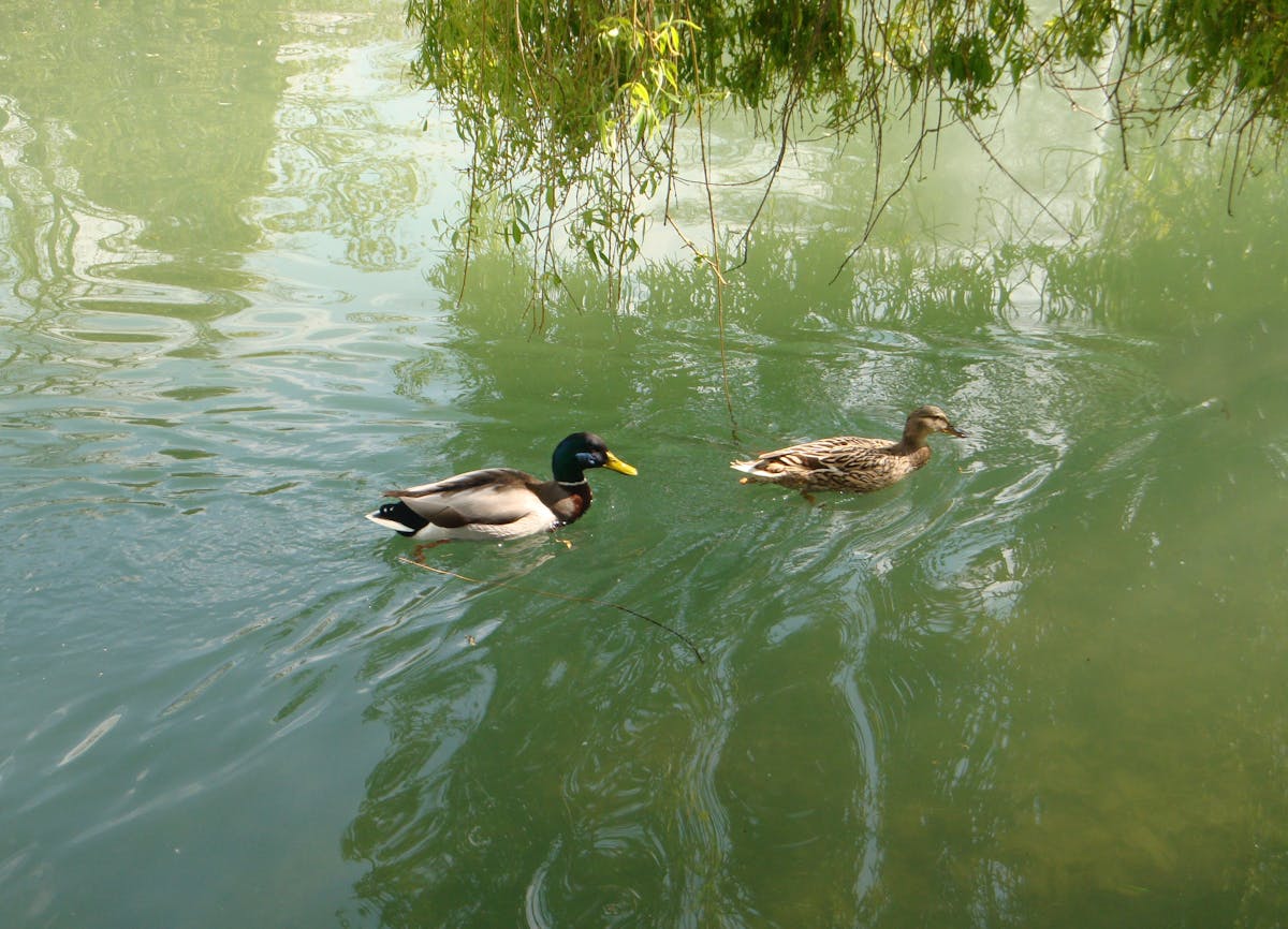 Person stepping into an ice bath for cold plunge therapy